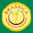 Brassica